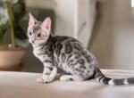Jagger - Bengal Kitten For Sale - Calimesa, CA, US