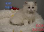 mikey - Ragdoll Kitten For Sale - 