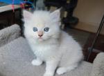 Callies' cream male - Ragamuffin Kitten For Sale - Poplar Grove, IL, US