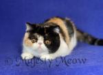 Rosalina - Exotic Kitten For Sale - Yucca Valley, CA, US