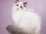 Quiqie - Siberian Kitten For Sale - Norwalk, CT, US