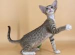 Tyler - Oriental Kitten For Sale - Norwalk, CT, US