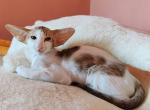 Ostap - Oriental Kitten For Sale - Norwalk, CT, US