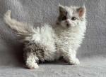 Hollywood - Selkirk Rex Kitten For Sale - Hollywood, FL, US