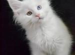 Enisei - Maine Coon Kitten For Sale - Hollywood, FL, US