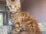 Taiga - Maine Coon Kitten For Sale - Hollywood, FL, US