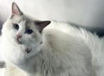 Must - Ragdoll Cat For Sale - Fairfax, VA, US