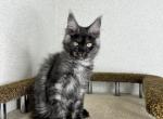 Armando - Maine Coon Kitten For Sale - Brighton, CO, US