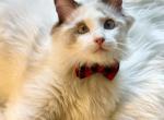Peter - Ragdoll Kitten For Sale - 