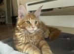 Baron - Maine Coon Kitten For Sale - Cooper City, FL, US