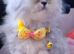 Butter - Persian Kitten For Sale - 