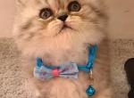 Bluto - Persian Kitten For Sale - Willingboro, NJ, US