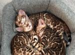 Female Bengal - Bengal Kitten For Sale - 