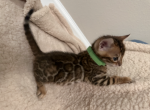 Make Bengal - Bengal Kitten For Sale - 