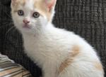 Axel - Polydactyl Kitten For Sale - Dover, OH, US