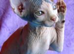 Copper - Sphynx Kitten For Sale - Memphis, TN, US