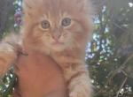 M o m b o - Maine Coon Kitten For Sale - Gaylord, MI, US