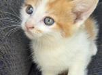 Bo - Domestic Kitten For Sale - Dover, OH, US