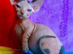 BAMBINO Taffy - Bambino Kitten For Sale - Memphis, TN, US