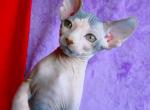 Copper - Sphynx Kitten For Sale - Abington, PA, US