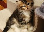 Nina - Siberian Kitten For Sale - Chelsea, MA, US