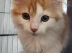 Prince - Munchkin Kitten For Sale - 