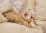 snow bengal - Bengal Kitten For Sale - 