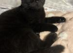 Baby D - Scottish Fold Kitten For Sale - 