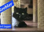 Keebler - Munchkin Kitten For Sale - Monroe, NY, US