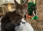 Stunning baby Maine Coon - Maine Coon Kitten For Sale - FL, US