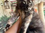 Maine Coon Magic - Maine Coon Kitten For Sale - FL, US
