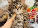 Cute Maine Coon baby - Maine Coon Kitten For Sale - FL, US