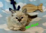 Splash - Ragdoll Kitten For Sale - Saint Paul, MN, US