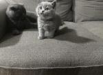 Ash - Scottish Fold Kitten For Sale - Menlo Park, CA, US