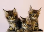 Maine Coon kittens - Maine Coon Kitten For Sale - Staten Island, NY, US