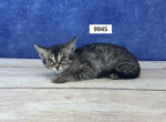 Celeste's Bengal Litter - Bengal Kitten For Sale - 