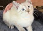 Queenie Male Lynx Point Rumpy - Siamese Kitten For Sale - Bryan, TX, US