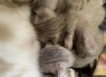 SiopaoxJacko - Bengal Kitten For Sale - Jersey City, NJ, US