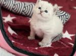 Snow & Dove - Siberian Kitten For Sale - Boston, MA, US
