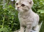 Bella - Scottish Fold Kitten For Sale - 