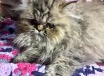 Autum joy - Persian Cat For Sale - 