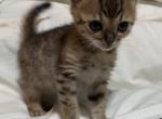 Cleopatras Beautiful Kittens - Bengal Kitten For Sale - AR, US