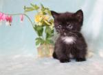 Dwarf and Non Dwarf English Muffin Kittens & Cats - Munchkin Cat For Sale - Winnemucca, NV, US