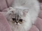 Leonadis - Persian Cat For Sale - Willingboro, NJ, US