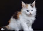 Orchidee Polydactyl classsic - Maine Coon Kitten For Sale - Hollywood, FL, US