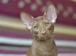 Mery - Oriental Kitten For Sale - Norwalk, CT, US