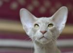 King 1 - Oriental Kitten For Sale - Norwalk, CT, US