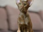 Lord - Oriental Kitten For Sale - Norwalk, CT, US