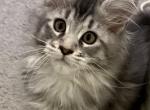 Chet - Maine Coon Kitten For Sale - Ocala, FL, US