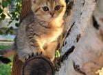 Ginger - Scottish Straight Kitten For Sale - Citrus Heights, CA, US